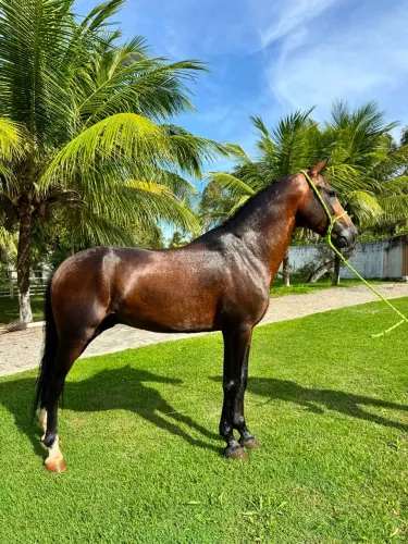 Cavalo Mangalarga Marchador