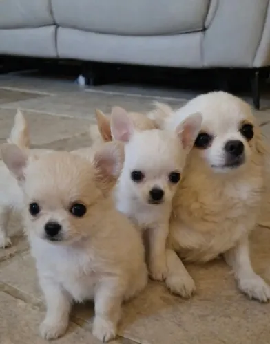 Filhote de chihuahua vacinados.