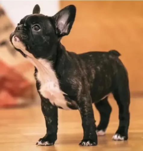 Bulldog francês 