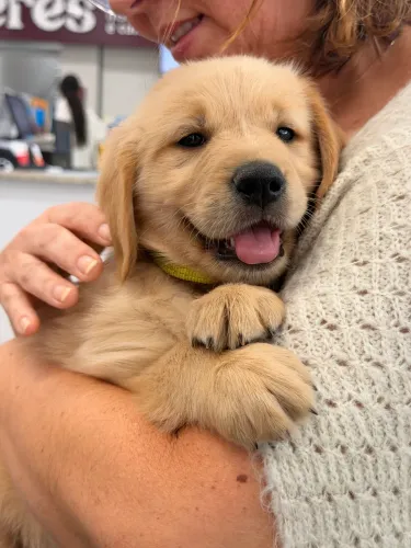 Filhote Golden Retriever