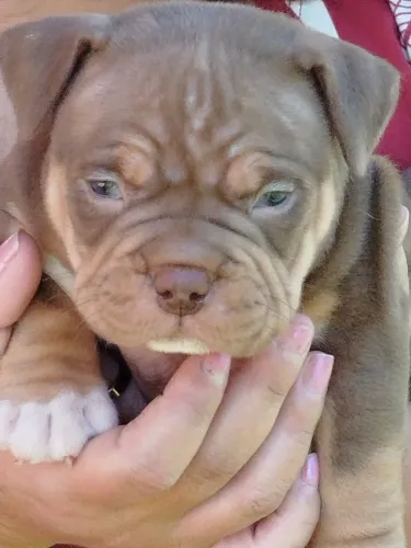Cachorros American bully 