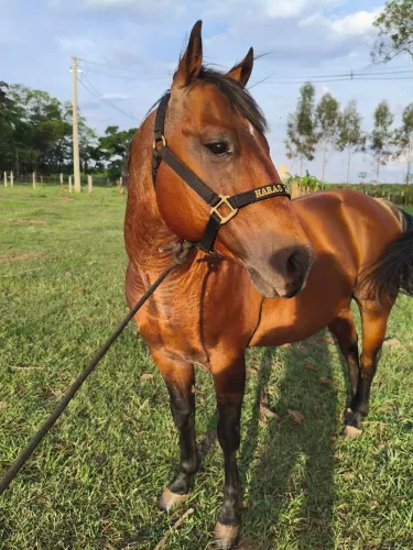 Cavalo Quarto de Milha registrado