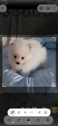 Venda pet