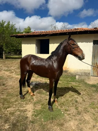 Vendo cavalo ótimo pra gado e provas