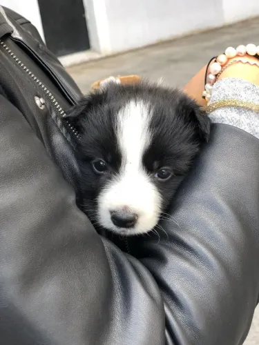 Filhotes de Border Collie | Mais motivos para sorrir!