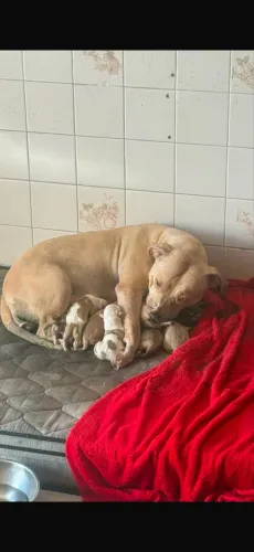 ? FILHOTES DE PITBULL RED NOSE DISPONÍVEIS ?