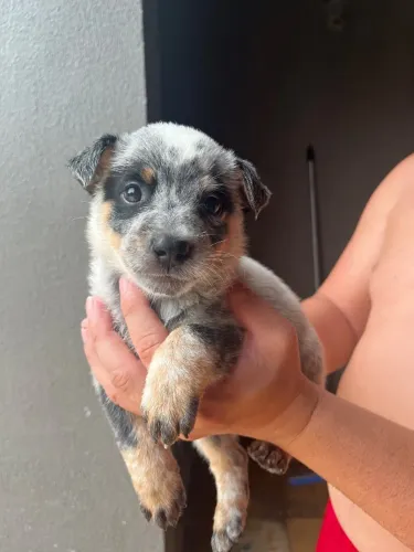 Cachorro 