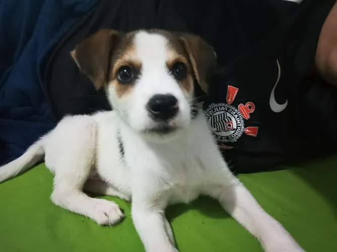 Cachorro filhote pra adoção