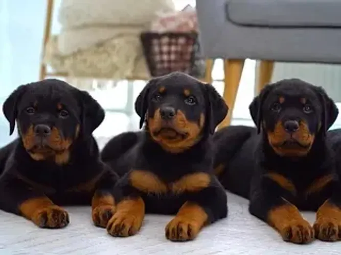 Rottweiler cabeça de Touro 