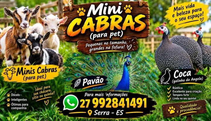 Vendas