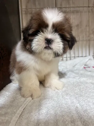 Filhotes de Shihtzu macho disponíveis 