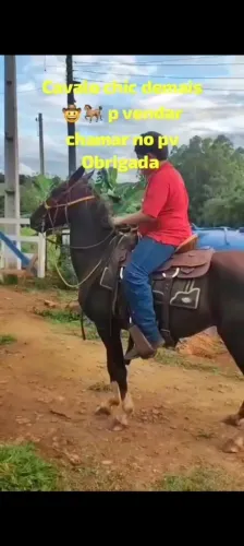 Os melhoras cavalos só aq