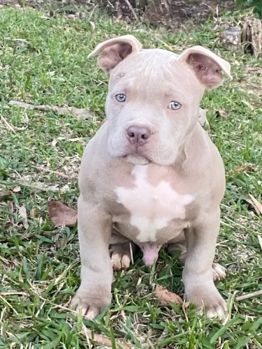 PIT MONSTER 