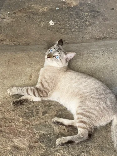 Adote um gatinho