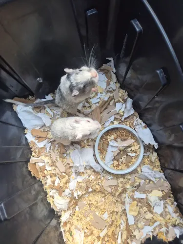 Gerbil / esquilo da mongolia