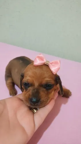 Cofap - Dachshund