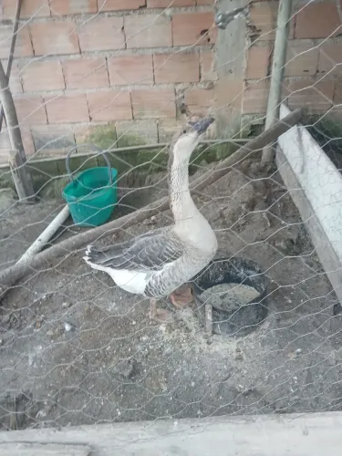 Vendo ganso sinaleiro pardo