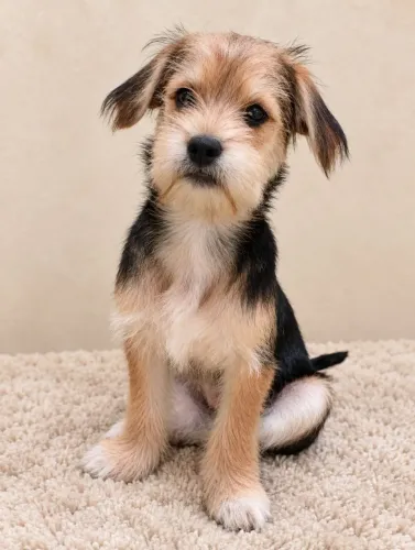 Vendo este cachorro