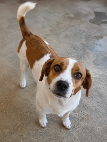  Doação de Cachorrinhas Carinhosas