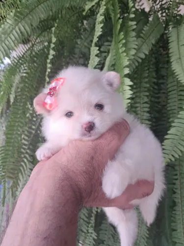 Lulu da pomerania fêmeas verdadeiras ursinhas