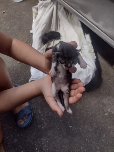 Gatinhas para doação