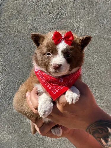 Sua melhor companhia! Filhote de border collie fêmea 