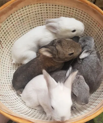 Coelhos gigante