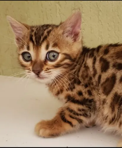 Filhote de gato bengal.