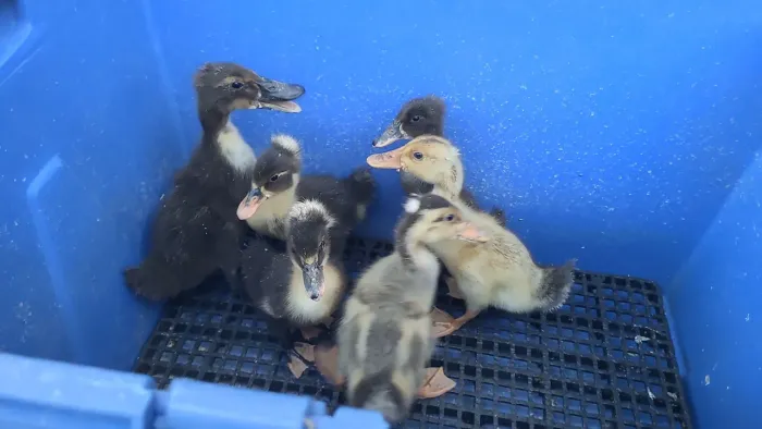 Marreco pompom 6 por 250 e angola 4 por 100