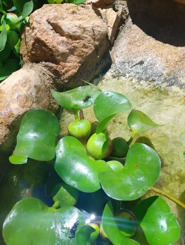 Doa-se aguapé pra arquario ou viveiros 