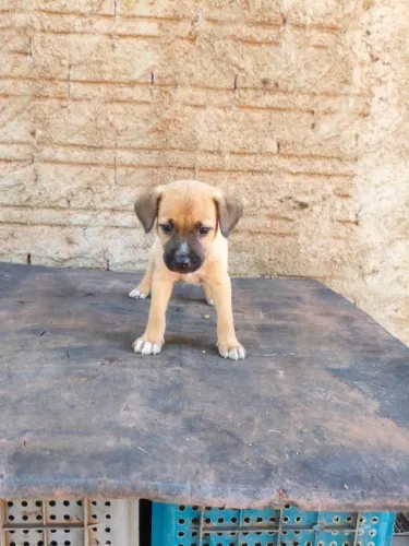 Cachorrinhos para adoção responsável 