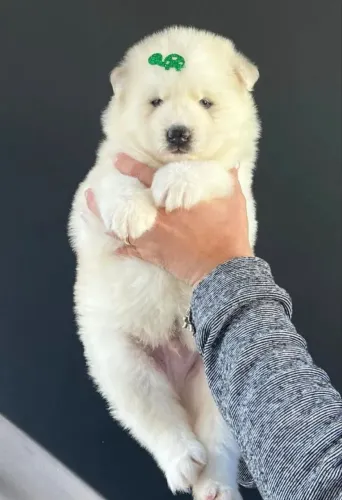 Chow Chow cores lindas disponíveis 