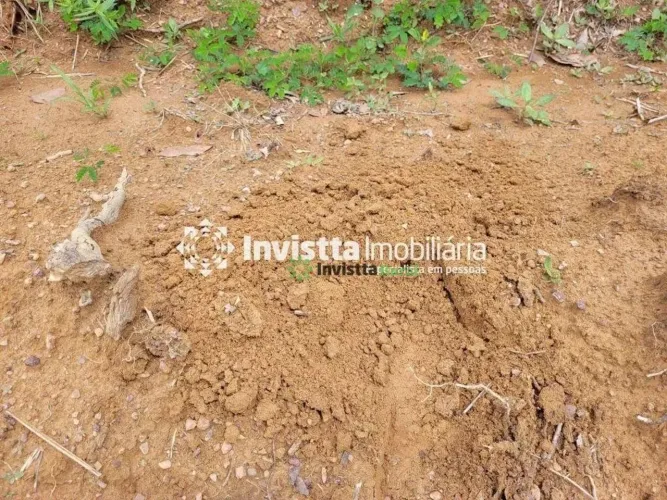 Fazenda de 532 alqueires com dupla aptidão na região de Pedro Afonso
