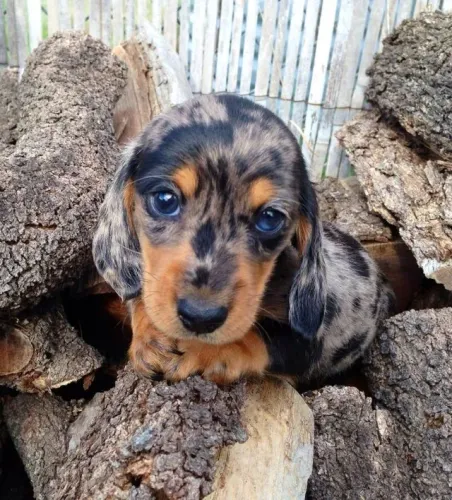 Dachshund Perfeito Para Quem Busca Afeto