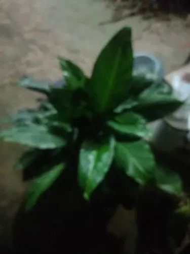 Planta