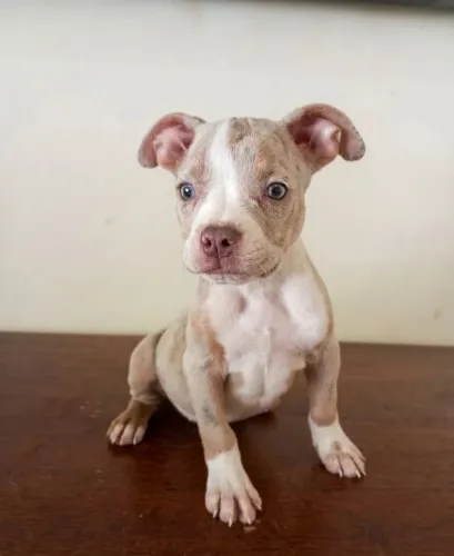 American Bully - Pedigree e Vacinado