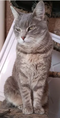 Doação de lindos gatinhos