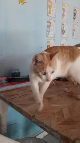 Gatinha Castrada para Adoção Responsável ?