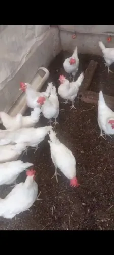 Galinhas poedeiras