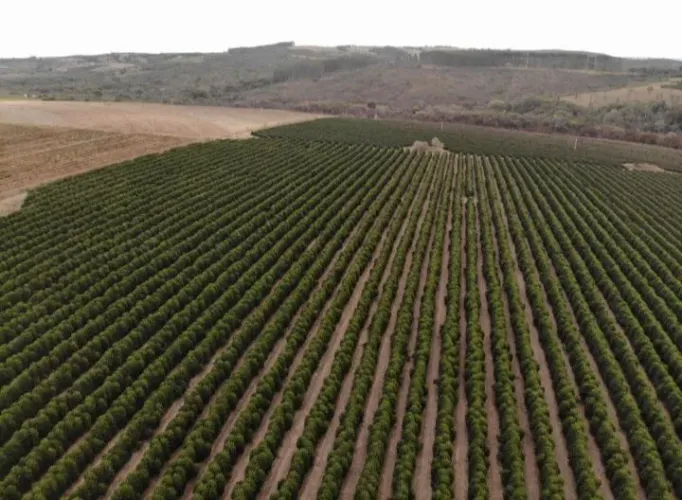 FAZENDA PRA CAFE COM 240HEC BEIRA RIO DOURADOS