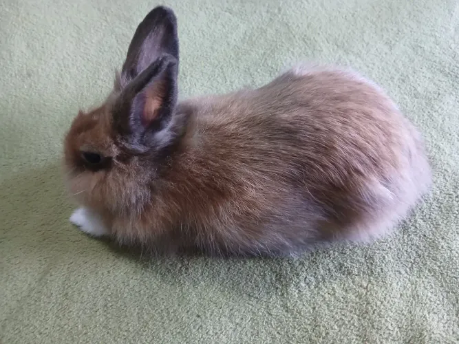 Mini Lyon
