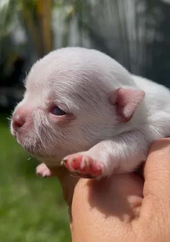 Chihuahua macho nariz chocolate