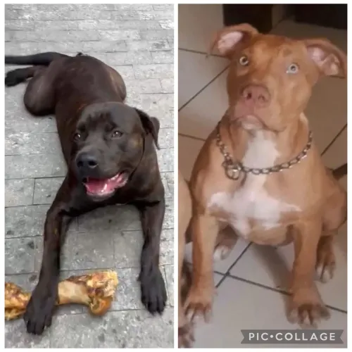 FILHOTES PITMONSTER 