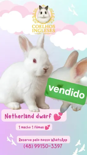 Mini Coelho Netherland Dwarf branco disponível  - Entrego 
