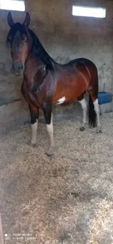 Cavalo campolina 