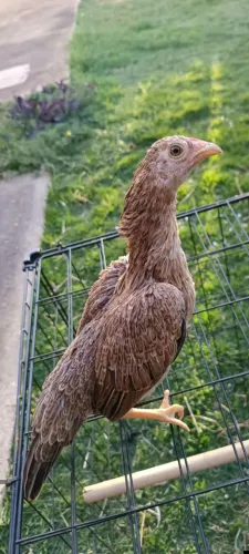 Mini índio 