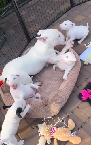 Mais que um cachorro, um verdadeiro companheiro de vida.