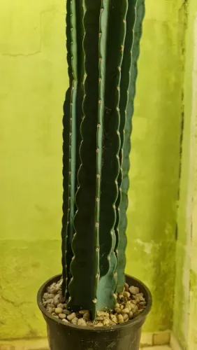 Cacto Mandacaru