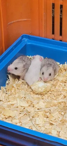 Hamster sírios disponíveis.