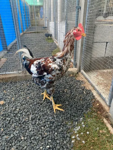Casal de GSB - Galinha Sertaneja Balão 